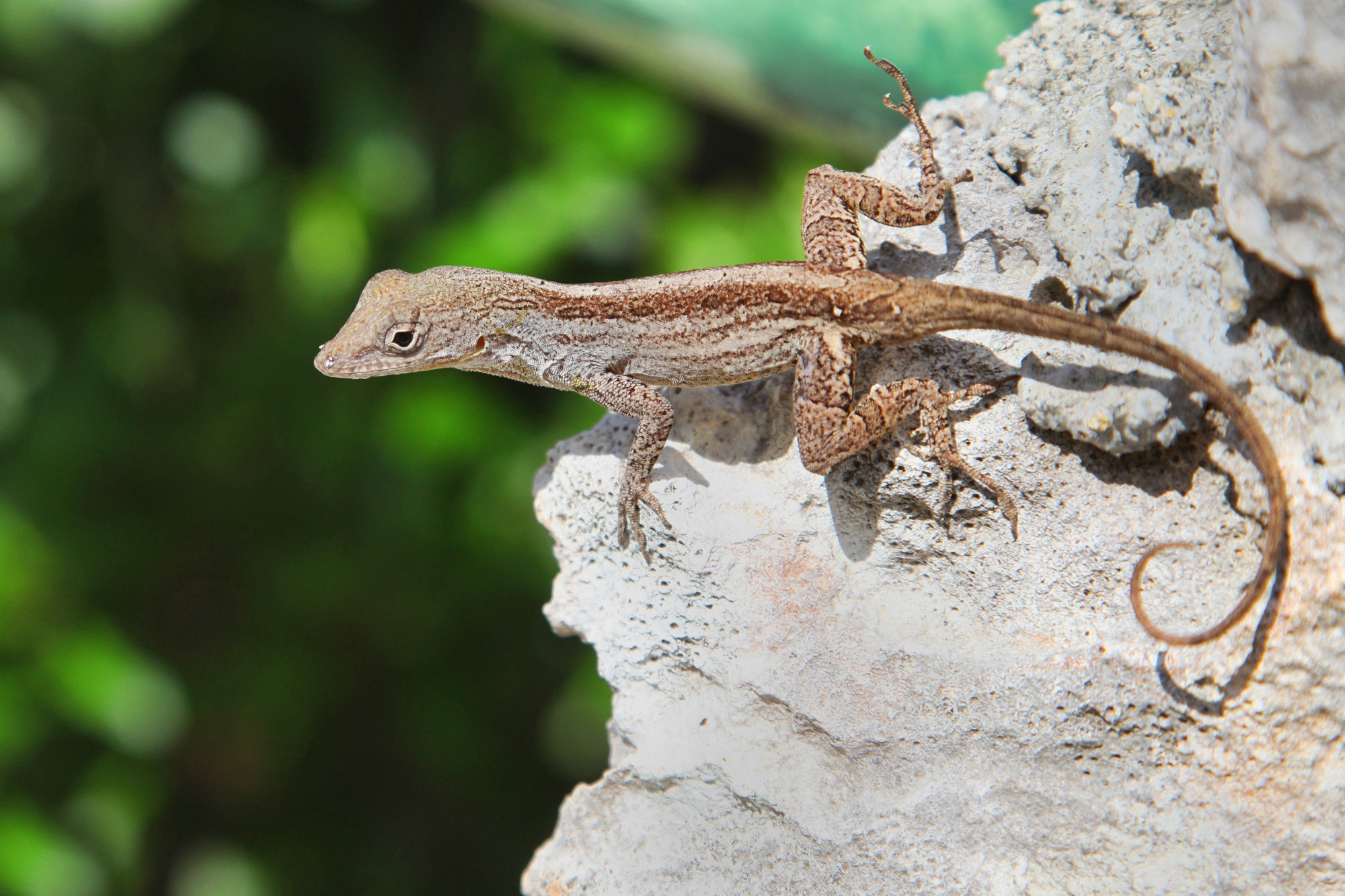 Tele vannak ólommal a New Orleansi-i gyíkok