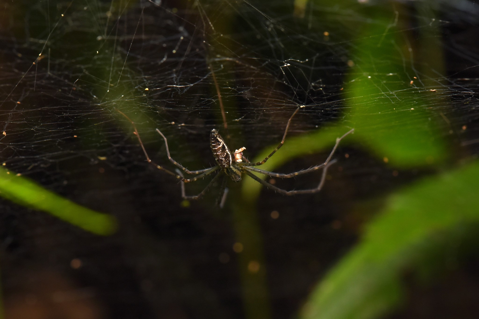 Van egy pókfaj, amely szentjánosbogarakat használ csalinak, és a trükkje be is jön