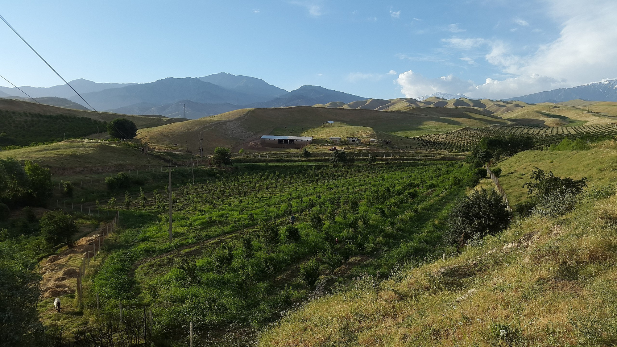 Átírhatják a mezőgazdaság eredettörténetét az Üzbegisztánban feltárt 9200 éves árpaszemek