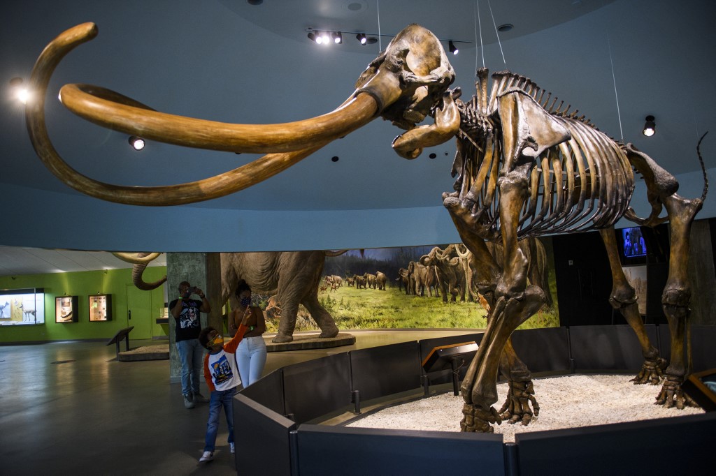 Titokzatos mamutpopulációra bukkantak Mexikóban