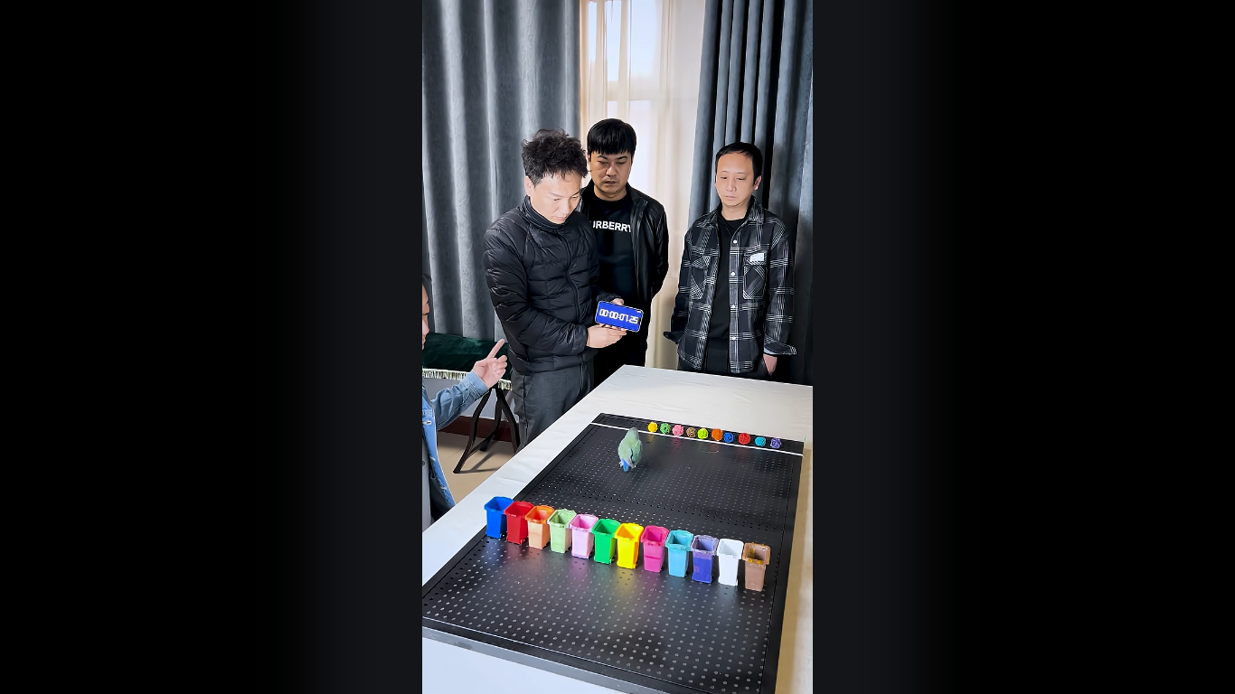 Színfelismerési világrekordot állított be egy kínai papagáj