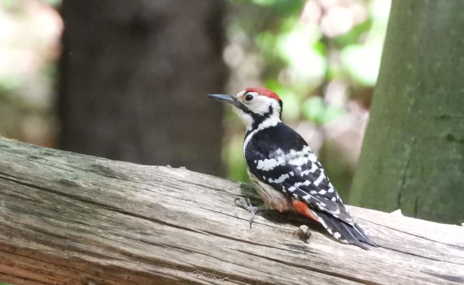 A védett erdőkben engedélyezett vágásos üzemmód a fokozattan védett fehérhátú fakopáncs utolsó élőhelyeit is felszámolja
