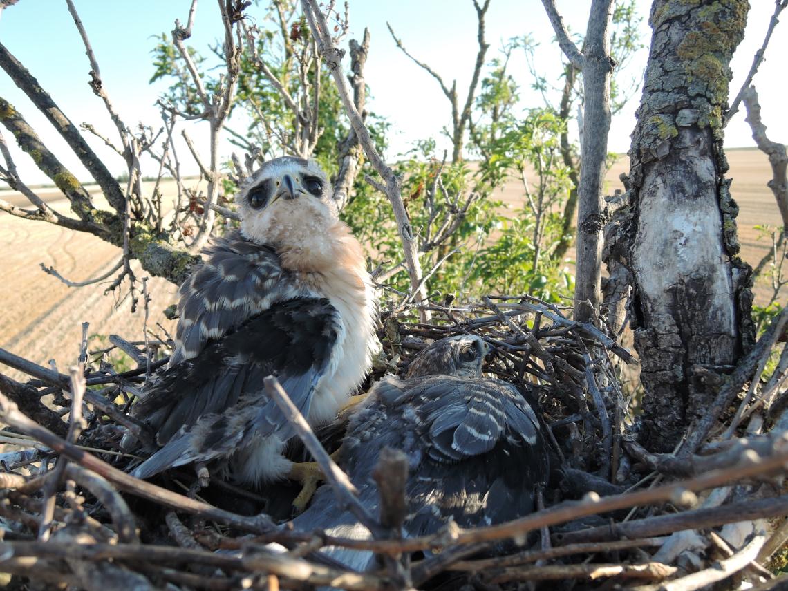 Ornitológia szenzáció: új költőfajjal gazdagodott a magyarországi madárfauna
