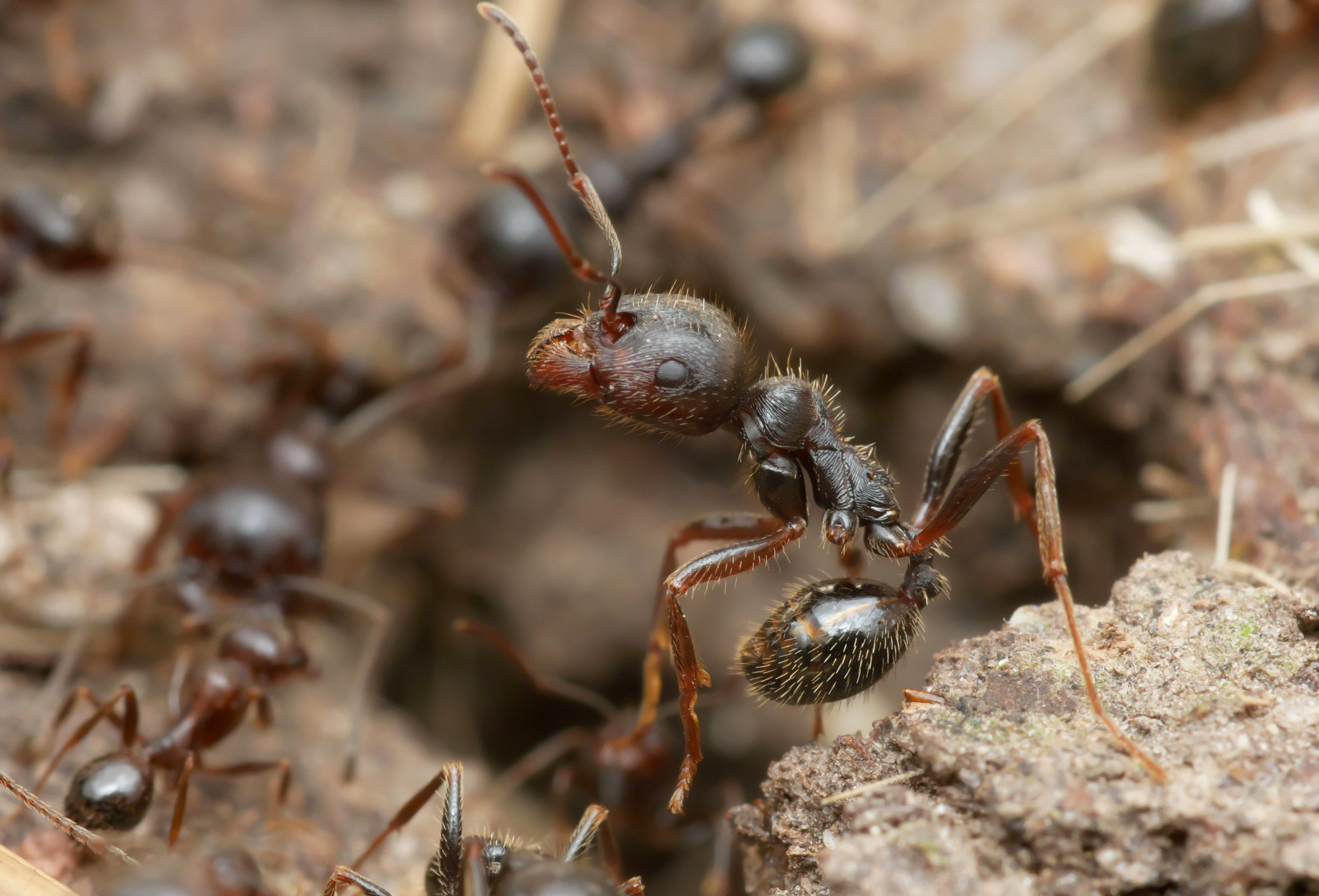 Van egy hangyafaj, amelynek királynője más fajok utódait is világra hozza