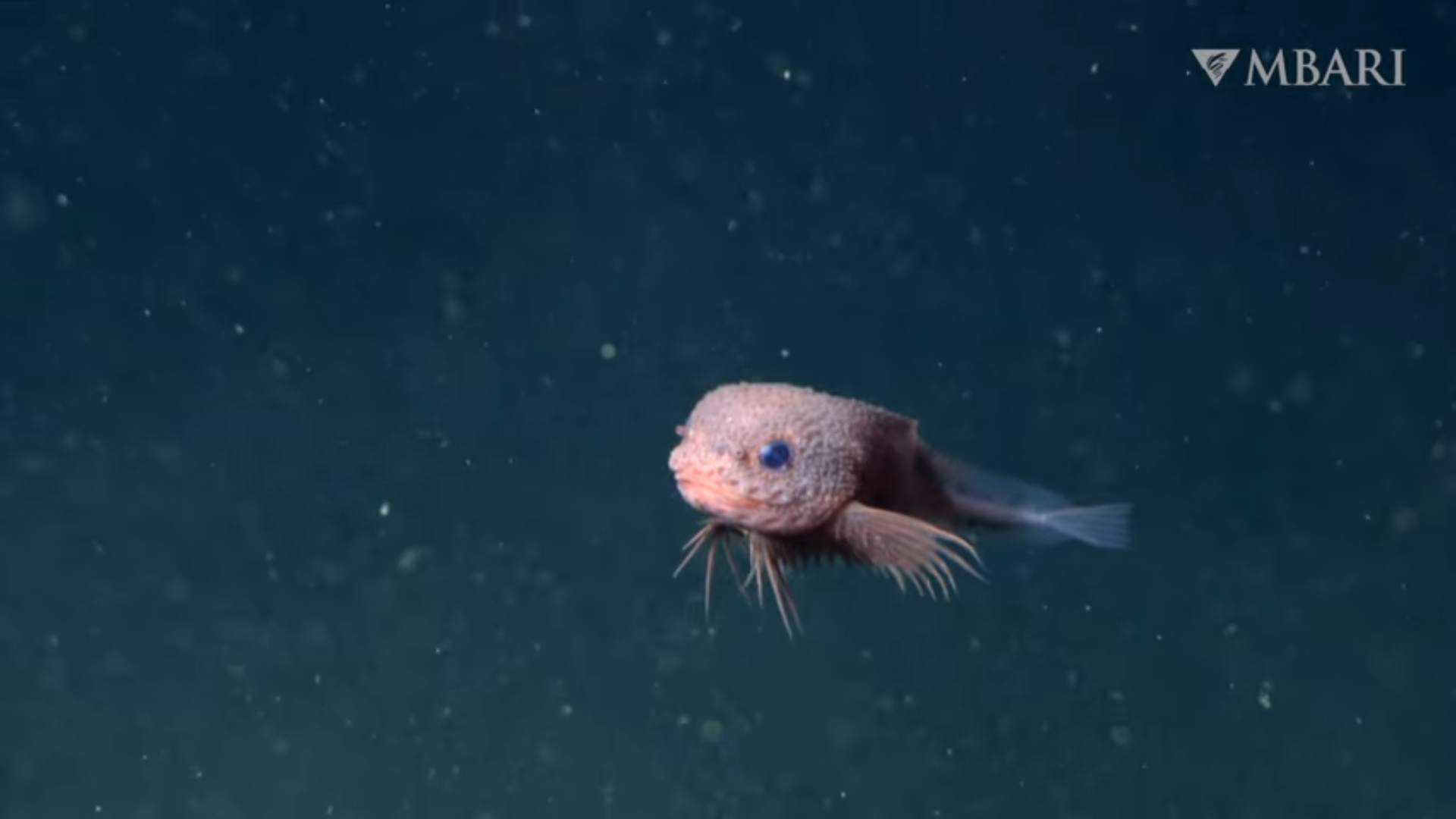 Csodálatos rózsaszín csigahalat filmeztek le Kaliforniában