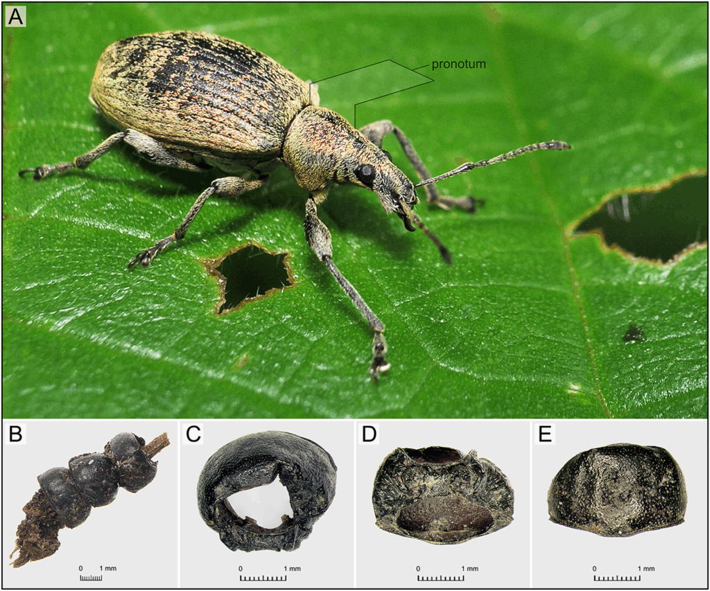 Zömök levélormányos maradványaira bukkantak egy vaskori sírban