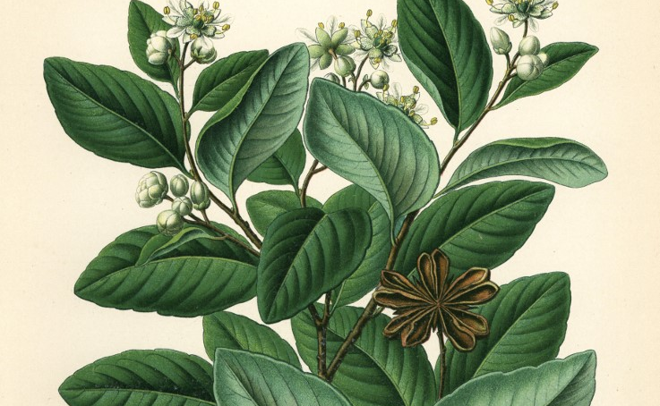 Charles Darwin idejében eltüzelték, ma az oltások fontos hatóanyaga a Chilében őshonos fa kérge