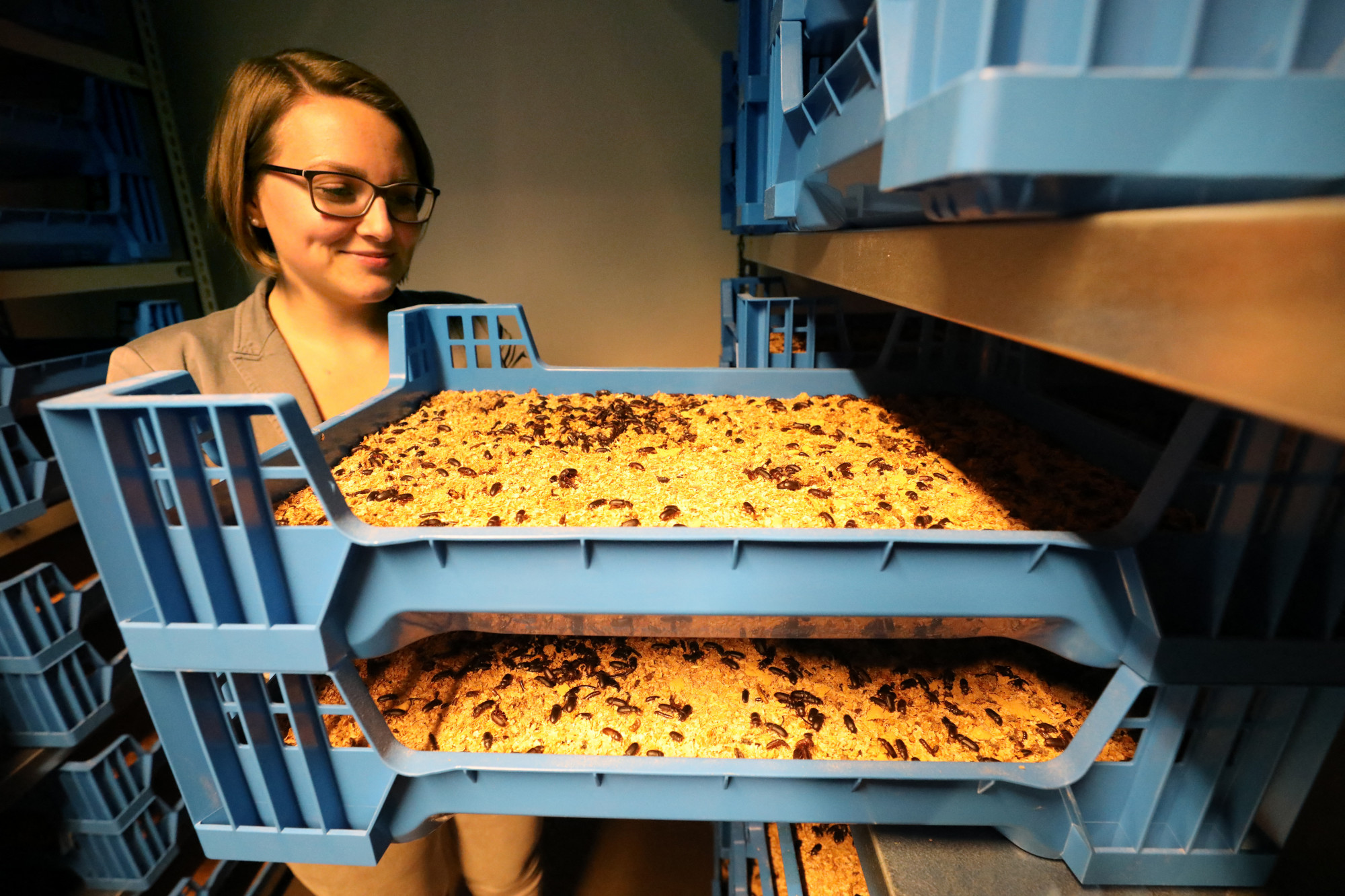 Kinek áll érdekében, hogy bogarakat együnk?