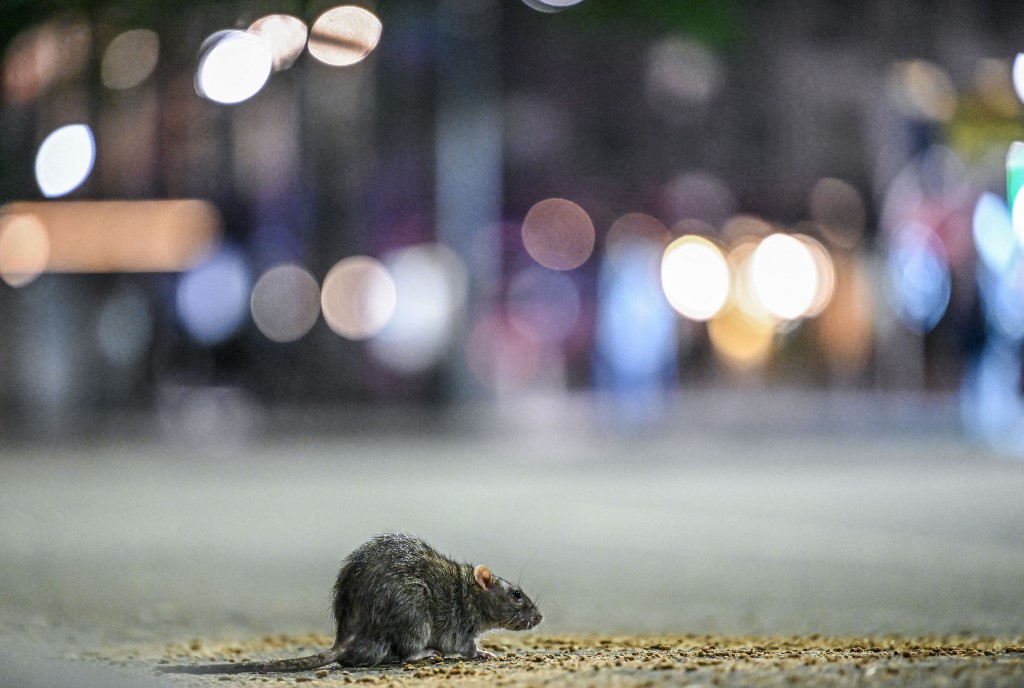 New York patkányai sajátos kommunikációt fejlesztettek ki