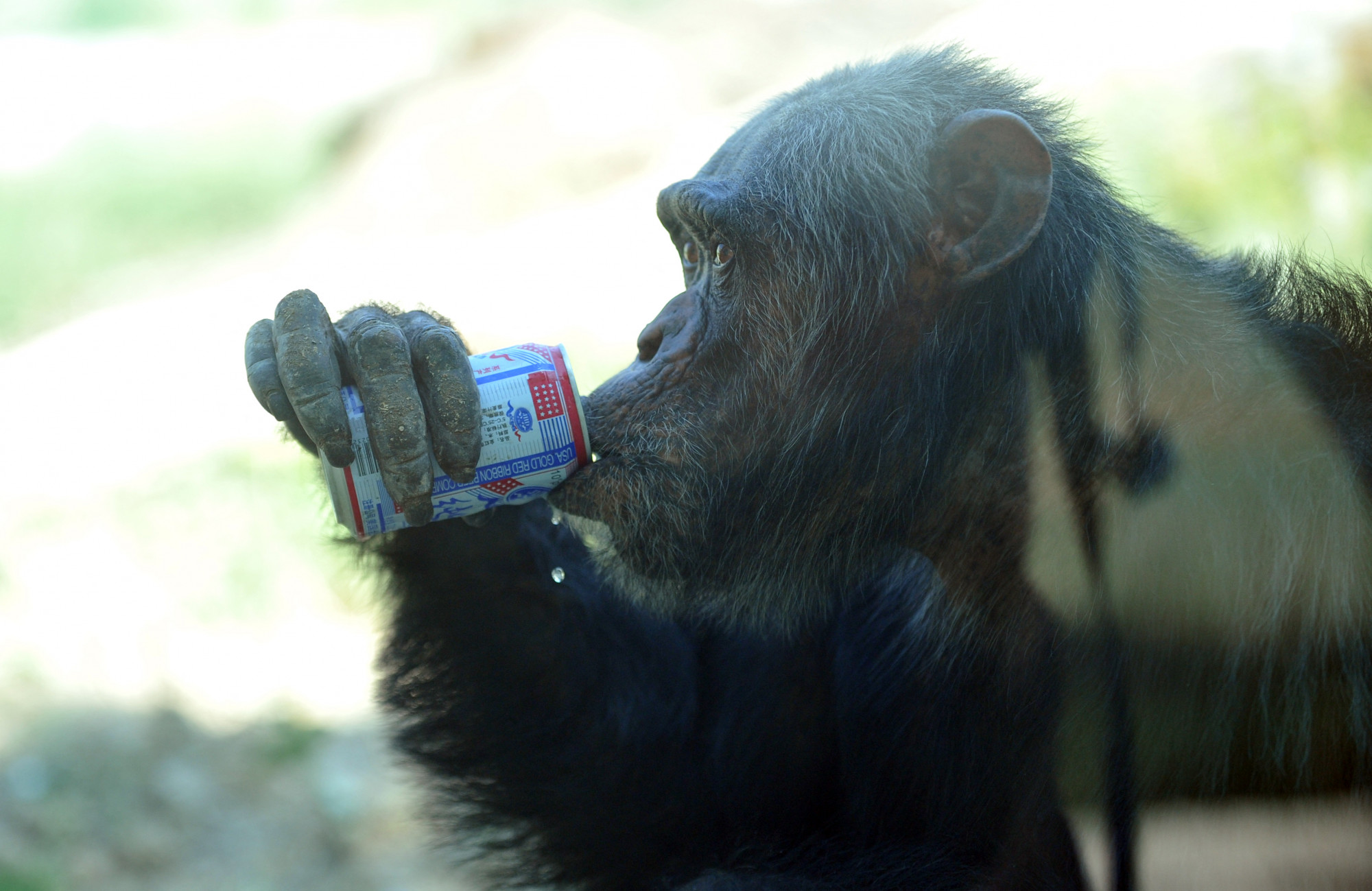 Napi egy sörnek megfelelő alkoholt fogyasztanak az ugandai csimpánzok