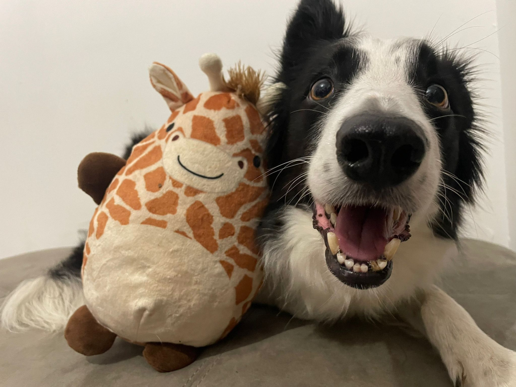 Etológiai szenzáció: a kutyák az emberhez hasonlóan képesek kiterjeszteni a szavak jelentéstartalmát