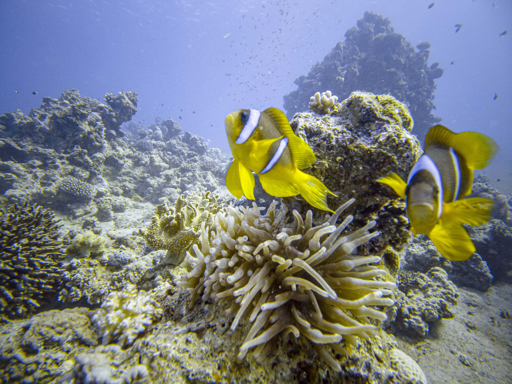 Ha minden így megy tovább, búcsút inthetünk a bohóchalaknak