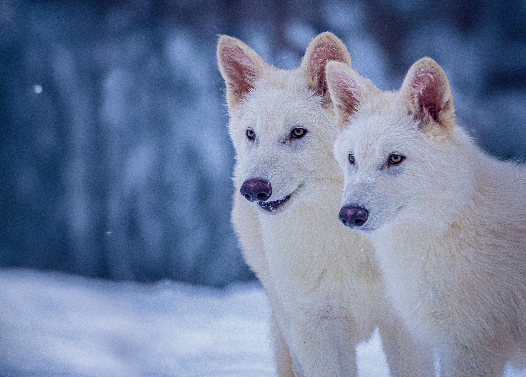 Első születésnapját ünnepli Romulus és Remus, a két állítólagos óriásfarkas
