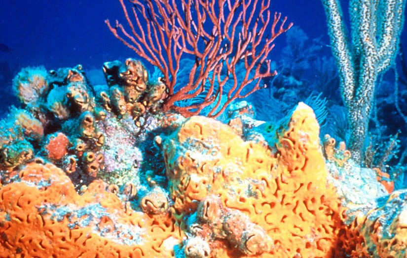 Már 541 millió évvel ezelőtt itt voltak a Földön, és valószínűleg ezek a legkorábbi állatok