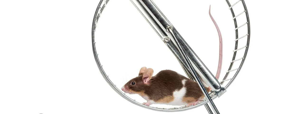 A fitt hímek epigenetikailag is örökíthetik edzettségüket