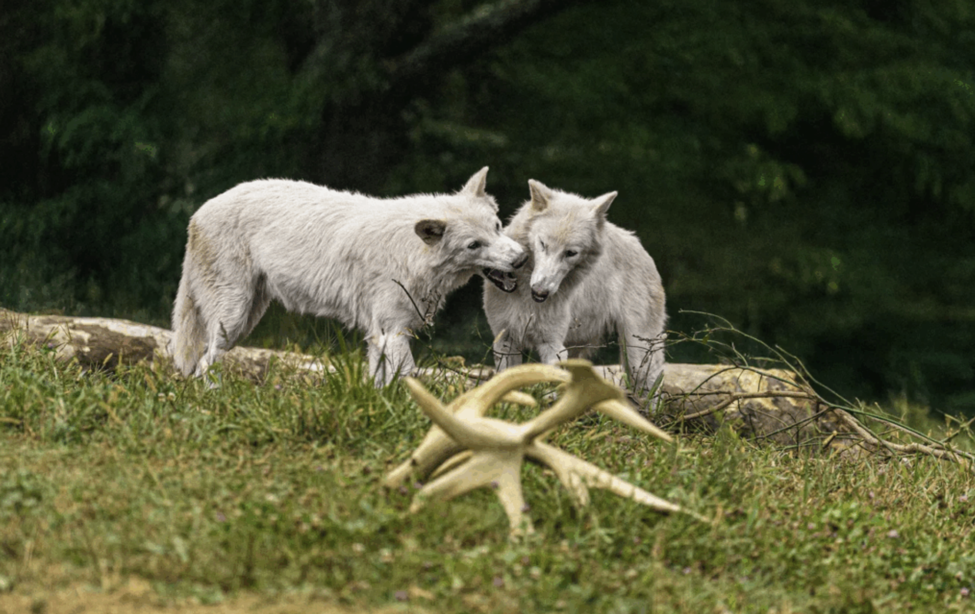 Tudósok szavaznak arról, hogy a génmódosítással visszahozott kihalt állatokat szabadon engedhessék-e