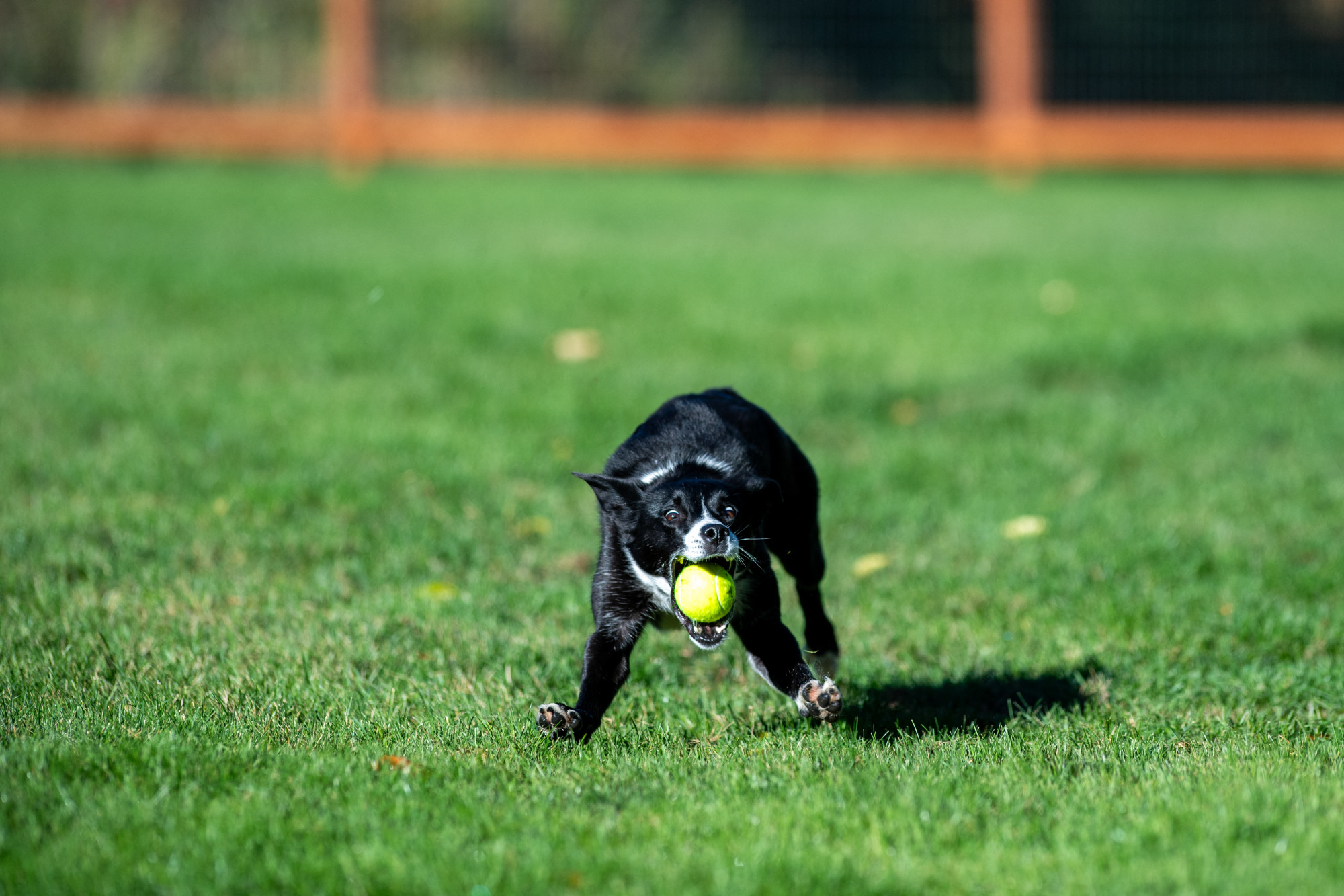 A labdafixált kutyák az emberi addikcióhoz hasonló tüneteket produkálnak