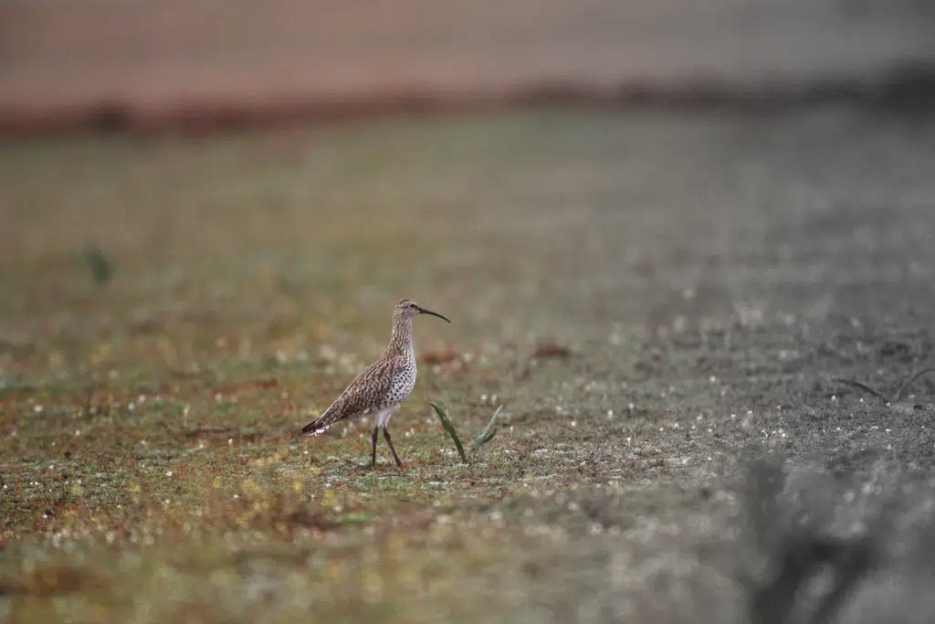 Egy Magyarországon korábban gyakori vándormadárfajt is kihaltnak nyilvánított a Természetvédelmi Világszövetség