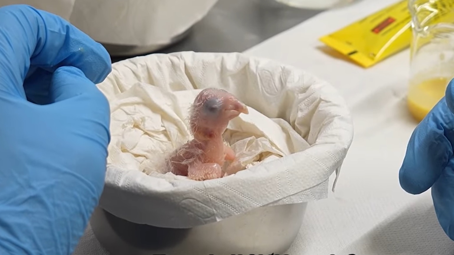 A Belgiumban kikelt fióka lehet a vadon kihalt brazíliai Spix-arák megmentője