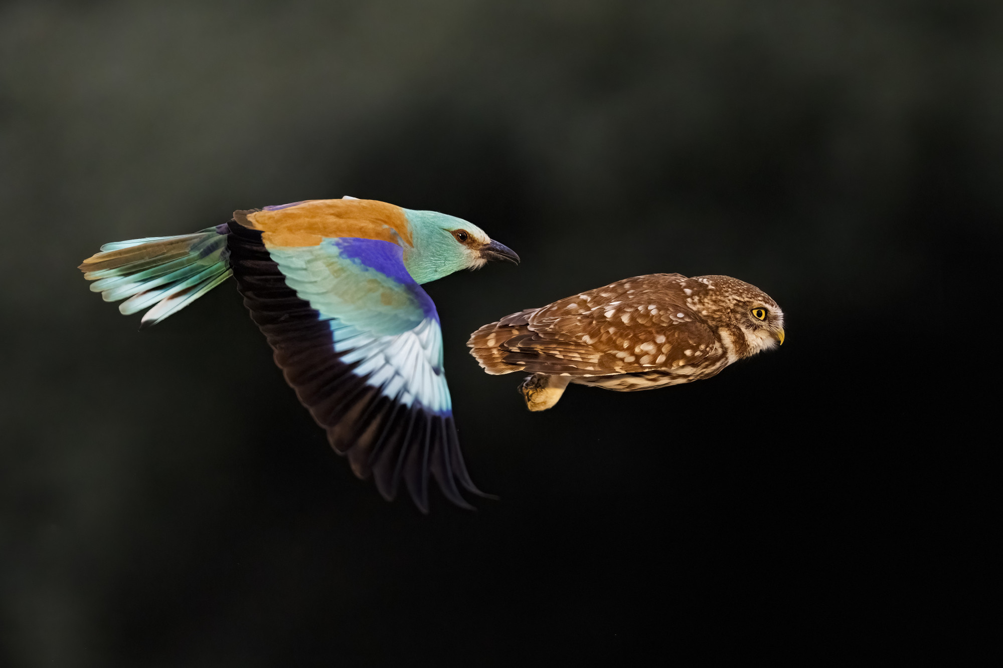 Háromszoros magyar siker a világ legrangosabb természetfotós versenyén