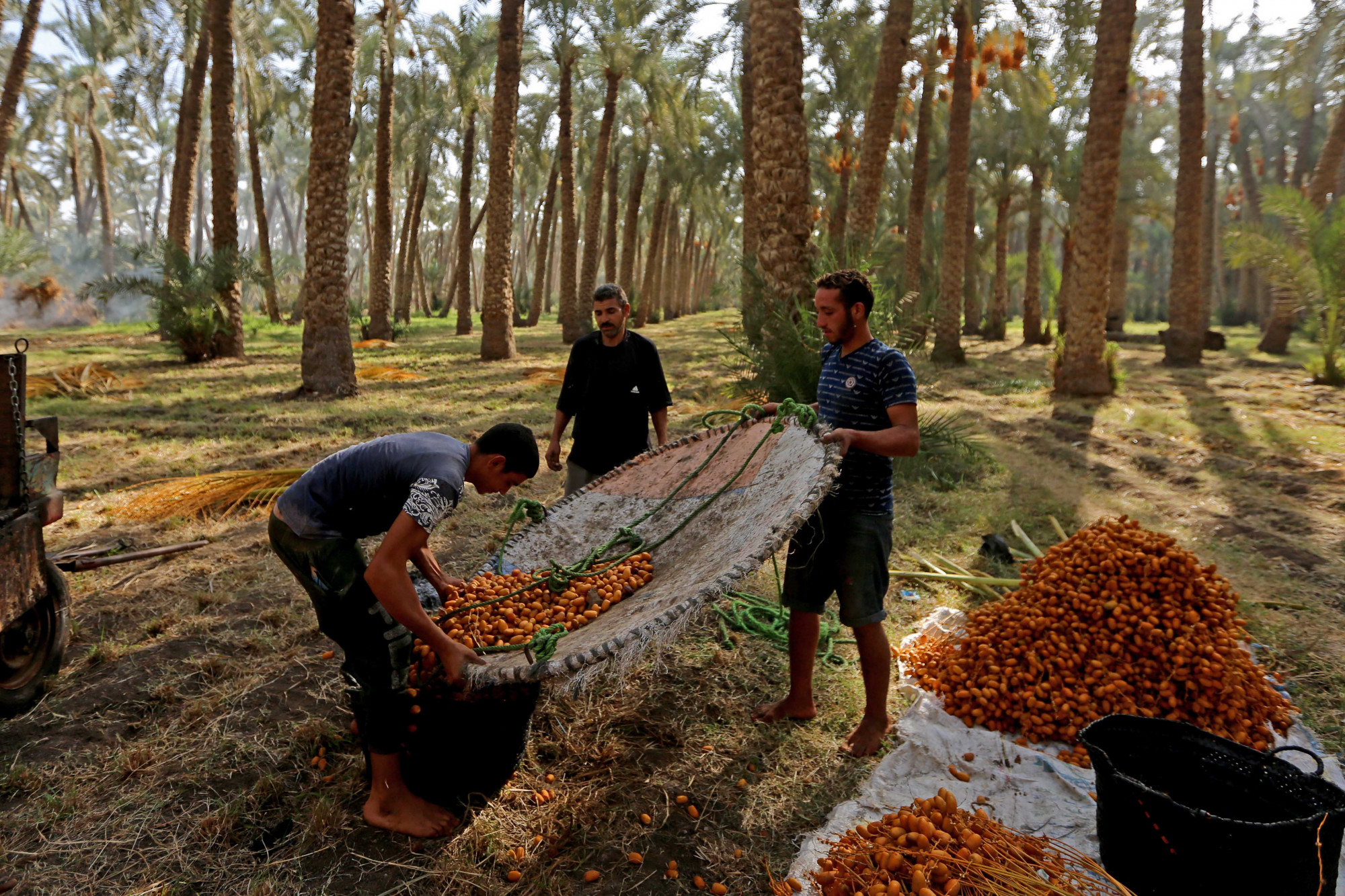 Nyolcvan éves az éhezés felszámolására alapított FAO – nyolc ábrán mutatjuk be, mit sikerült elérnie