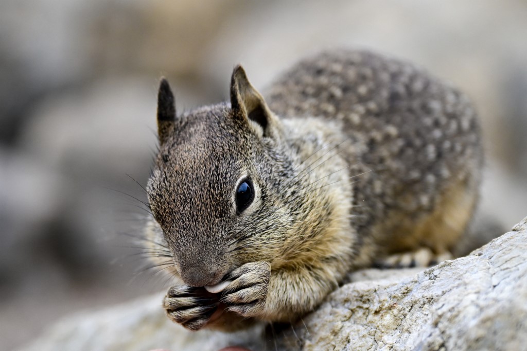 A zajos utak közelében nagyobb biztonságban érzik magukat a városi mókusok