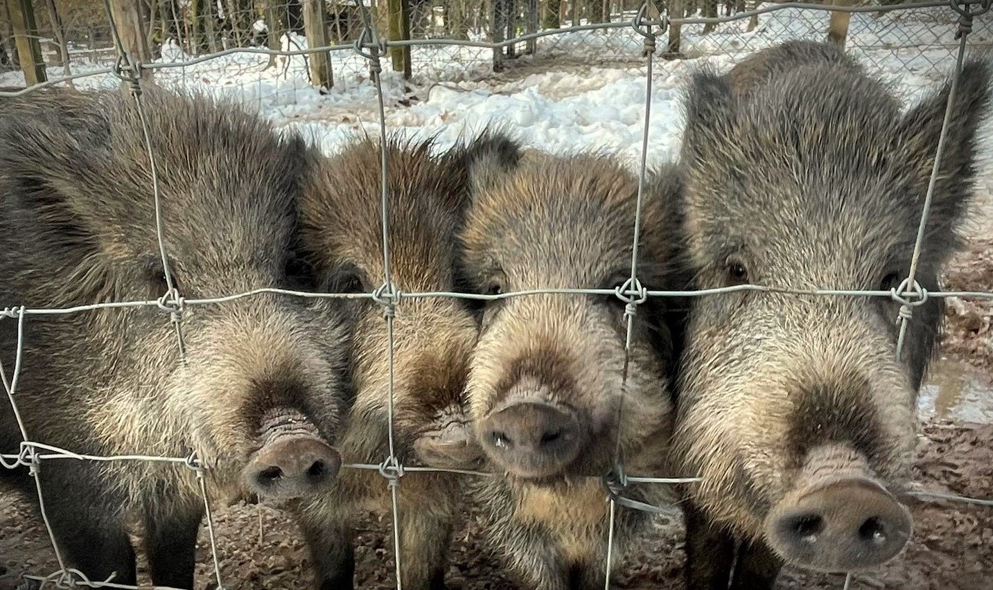 A vaddisznók ha nem is értik, de „követik” az emberi beszédet