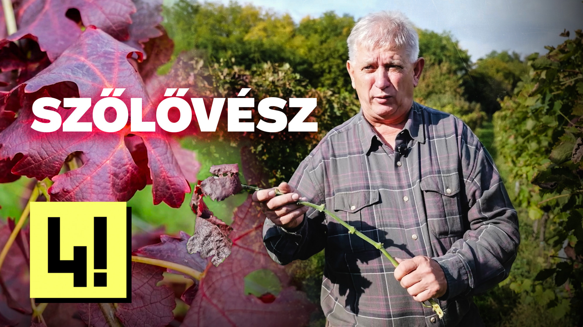 „A 3-4 ezer forintos borok mind eltűnhetnek piacról emiatt”