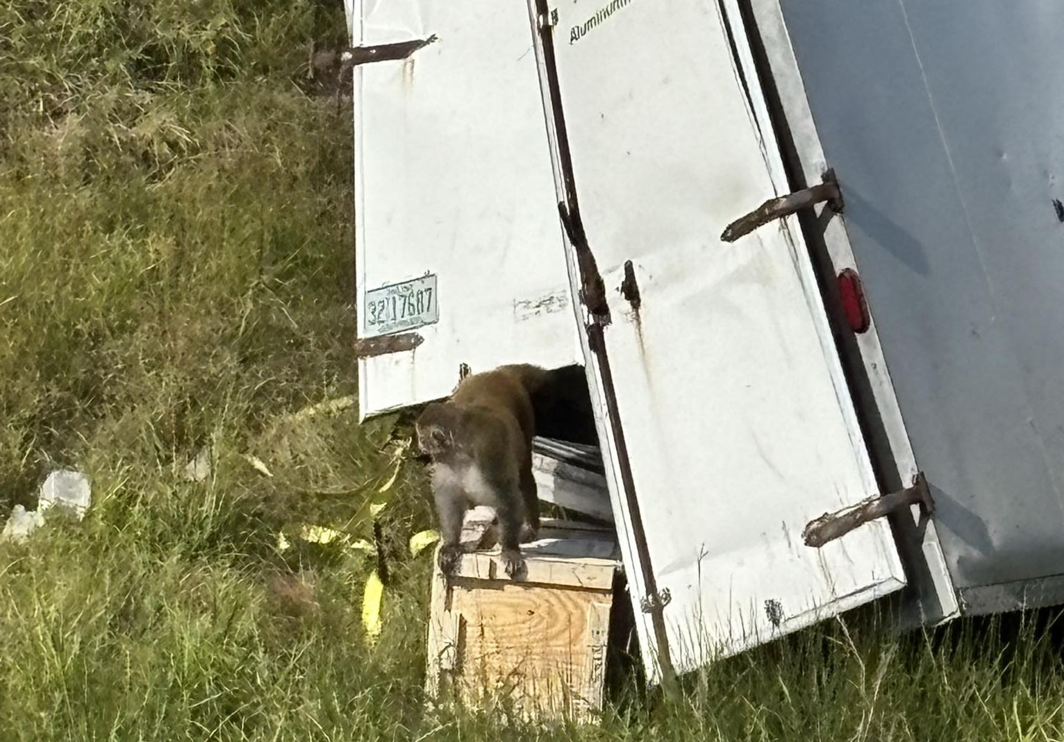 Fertőzött laboratóriumi majmok szöktek meg egy autóbaleset után Mississippiben