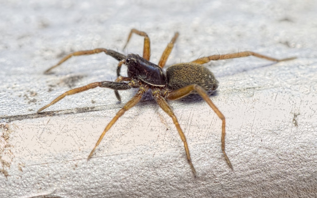 Visszatért Angliába a fehérkezű farkaspók