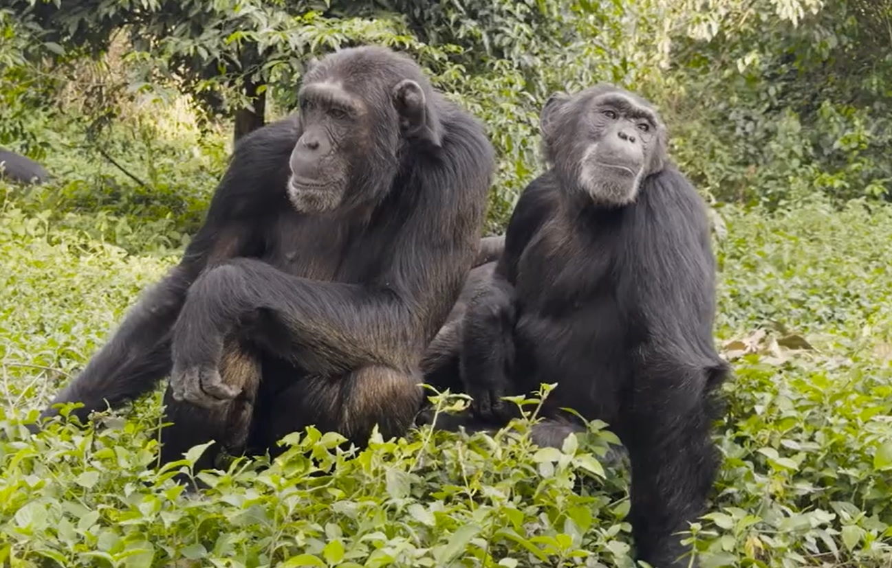 A csimpánzok tények alapján képesek felülbírálni korábbi döntéseiket