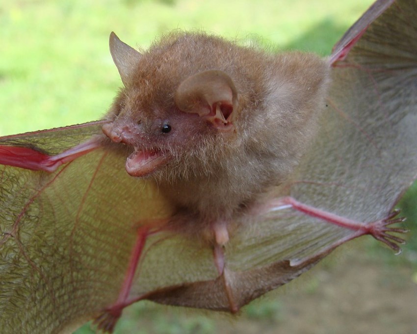 Halloweenre hat új fajjal bővült a simaorrú denevérek népes családja