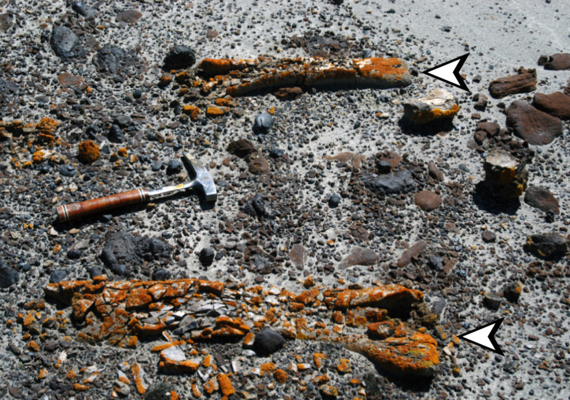 Ahol narancssárga zuzmó nő, érdemes fosszíliát keresni