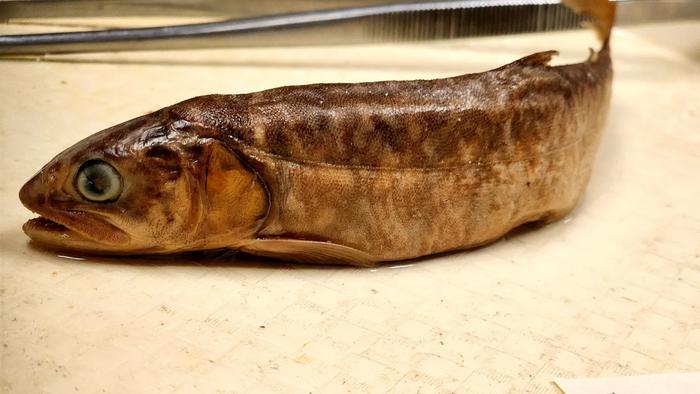 Riadó, összementek a michigani halak!