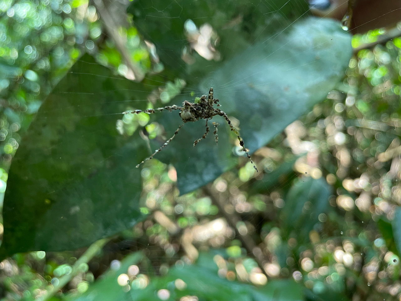 Fenyegető műpókot épít az apró pók, így csapja be a ragadozókat