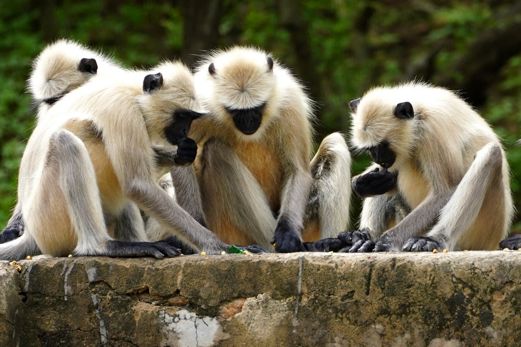 Kevésbé lesznek rákosak azok az emlősök, amelyek segítik egymást