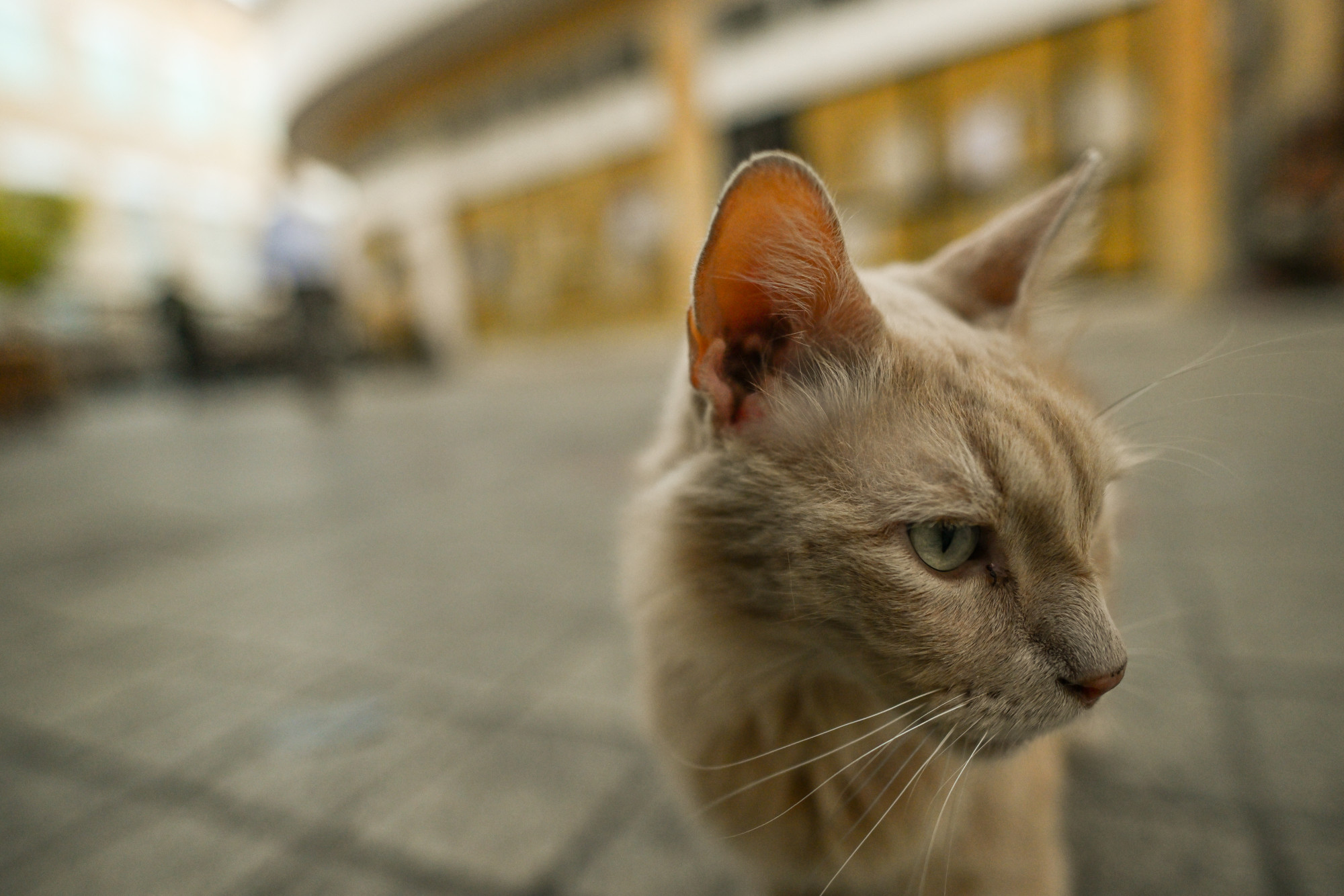 A genetikai elemzés újraírta azt, amit a házi macskákról tudtunk