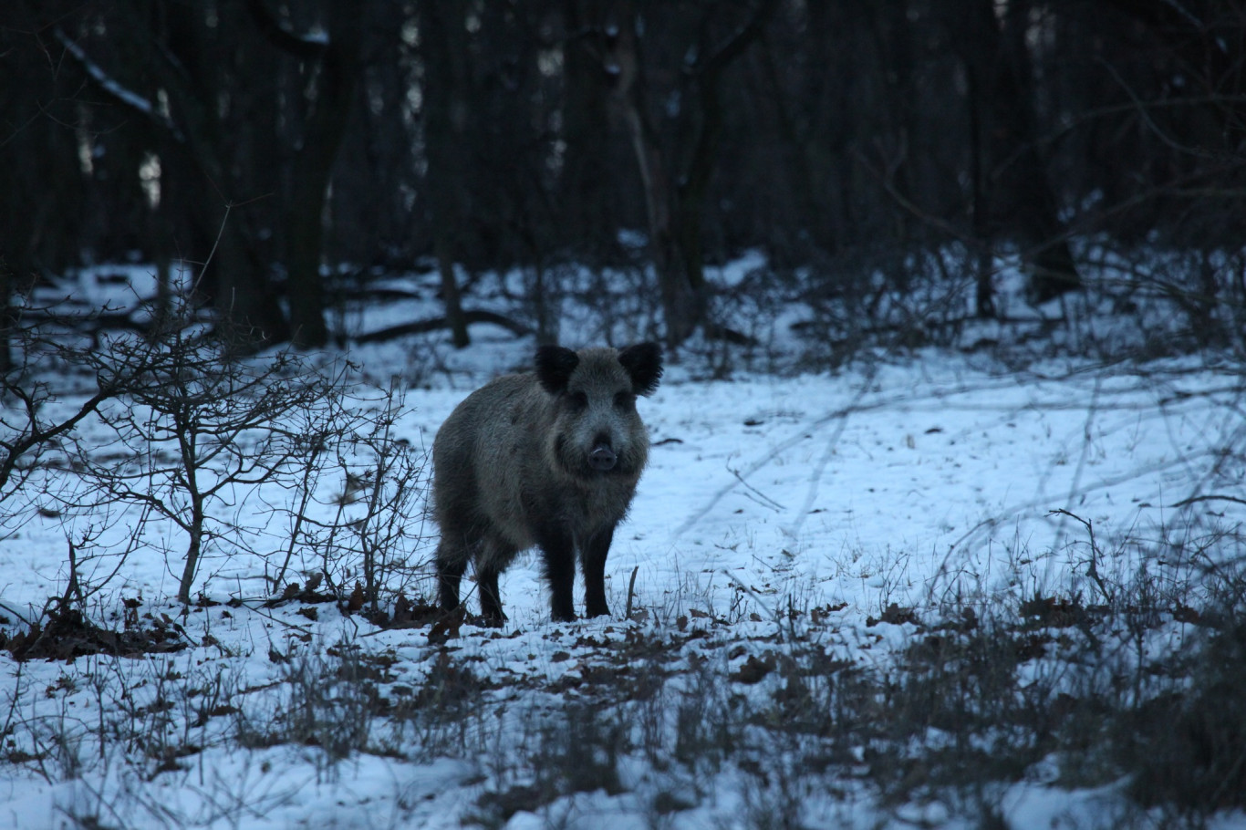 Már 83 vaddisznót fogtak be a XII. kerületben