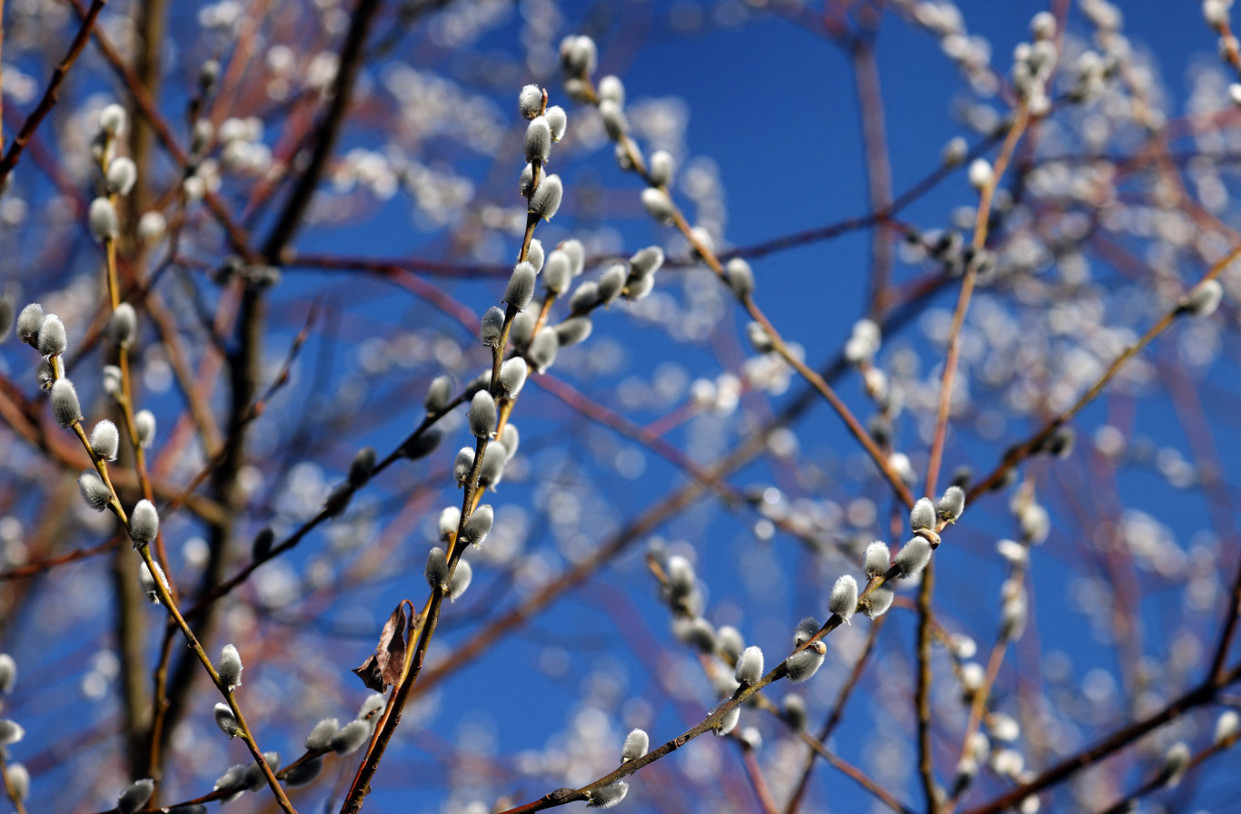 A kecskefűz nyerte a választást