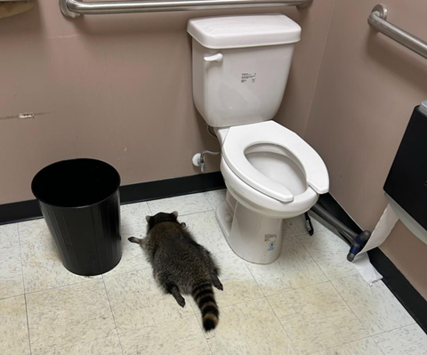 Betört az italboltba, széttörte és megitta az alsó polcos whiskyket, majd kidőlt a vécében a virginiai mosómedve