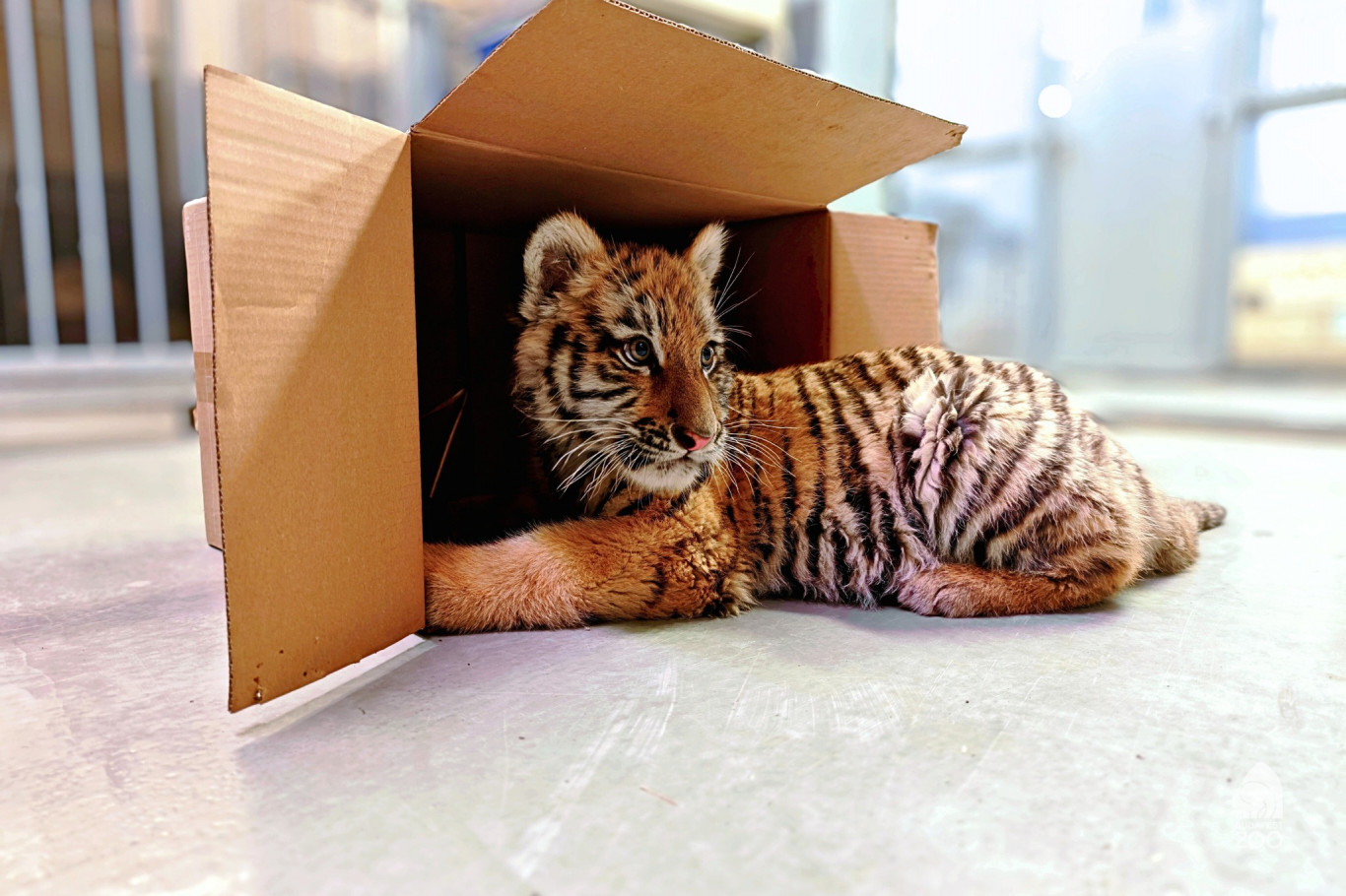 A Veresegyházi Medveotthonban kap saját kifutót a múlt héten elfogott kistigris