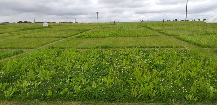 Nemcsak környezetbarát, de gazdaságos is az új csodagyep