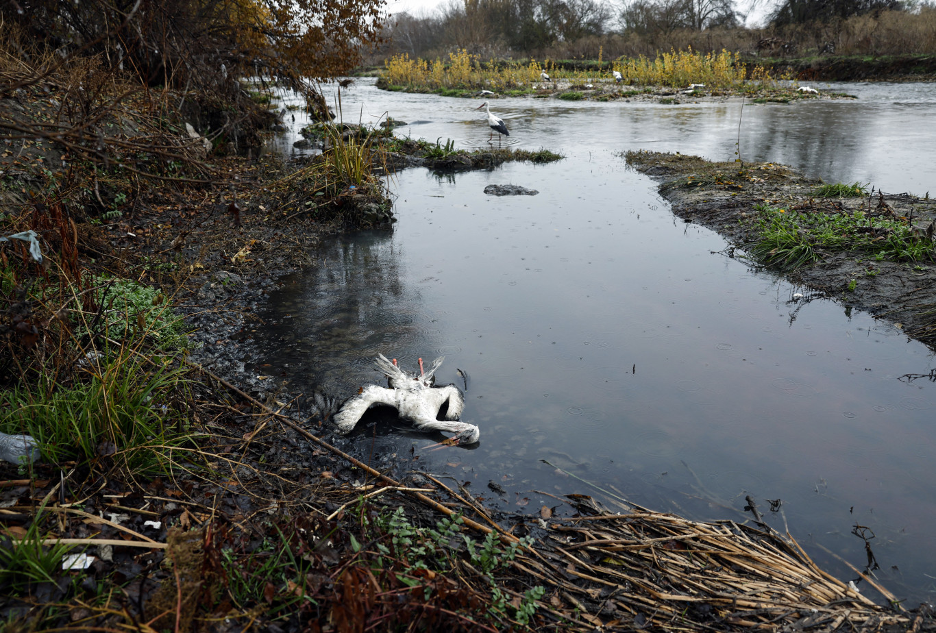 Több száz fehér gólya pusztult el madárinfluenzában Spanyolországban