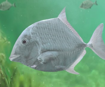 Korábban nem látott törőfogú őshalfaj került elő az iharkúti dinoszauruszlelőhelyről