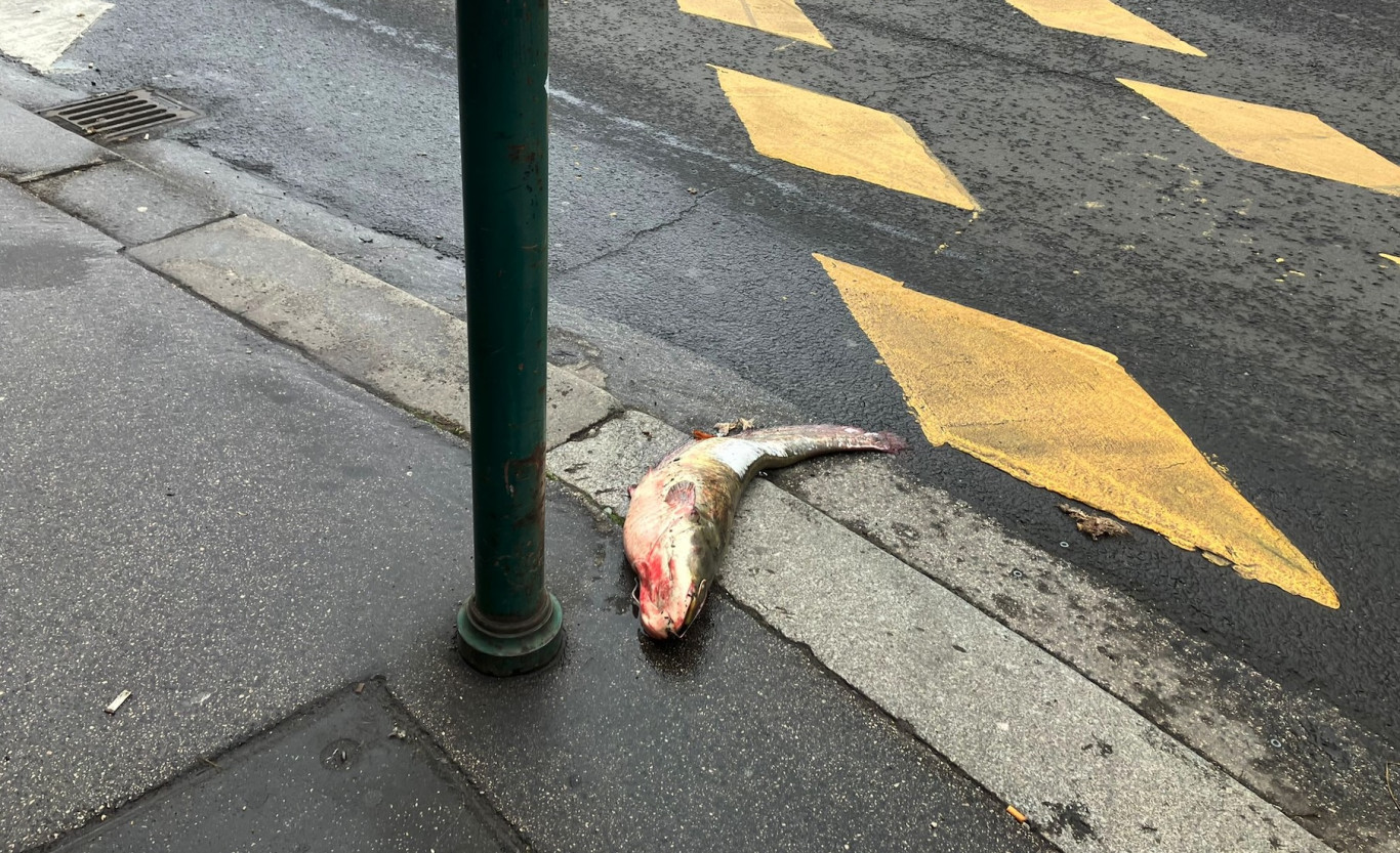 Harcsa az úton már túlvan a dolgon, és nélküle száll az idő