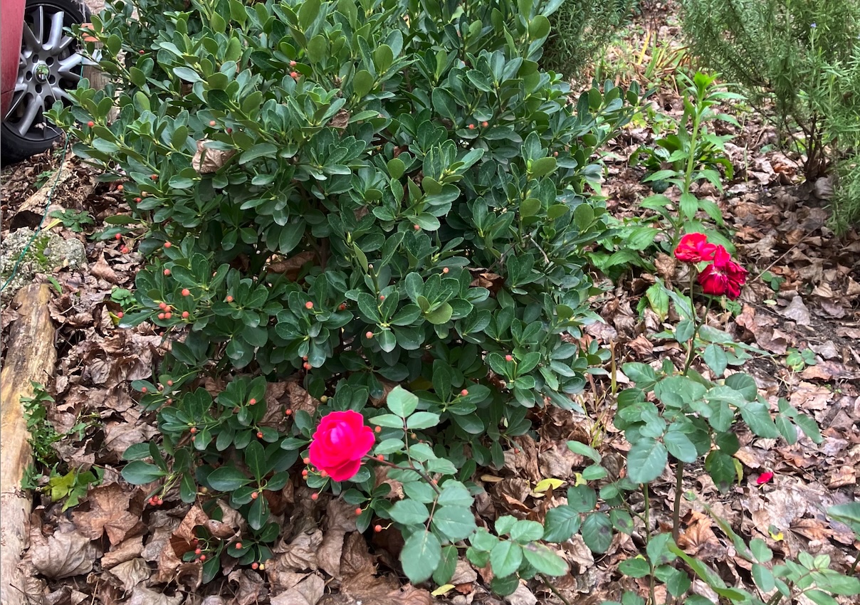 Rózsás karácsonyt, békés és boldog felmelegedést mindenkinek
