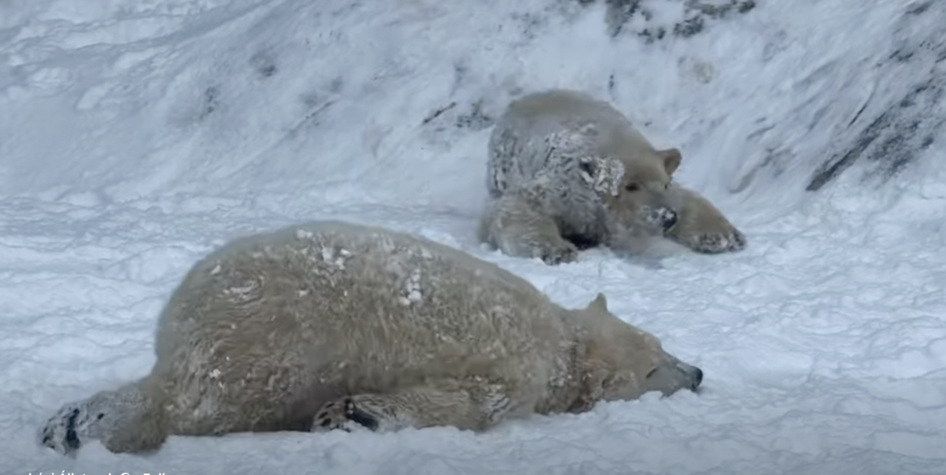 Aranyos! Extázisba estek a nyíregyházi jegesmedvebocsok a hótól