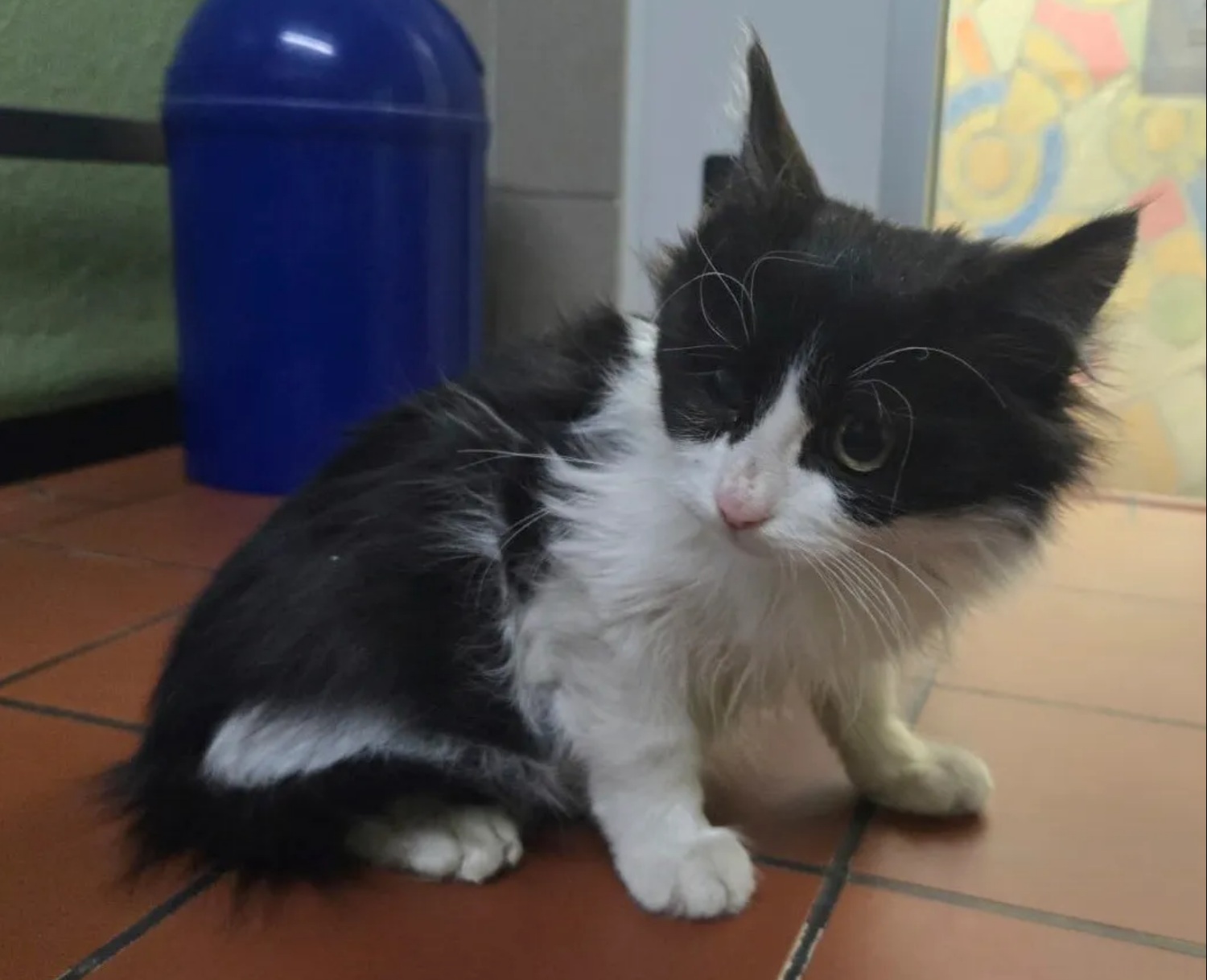 Kamionba rejtőzve csempészte magát Németországba egy török macska