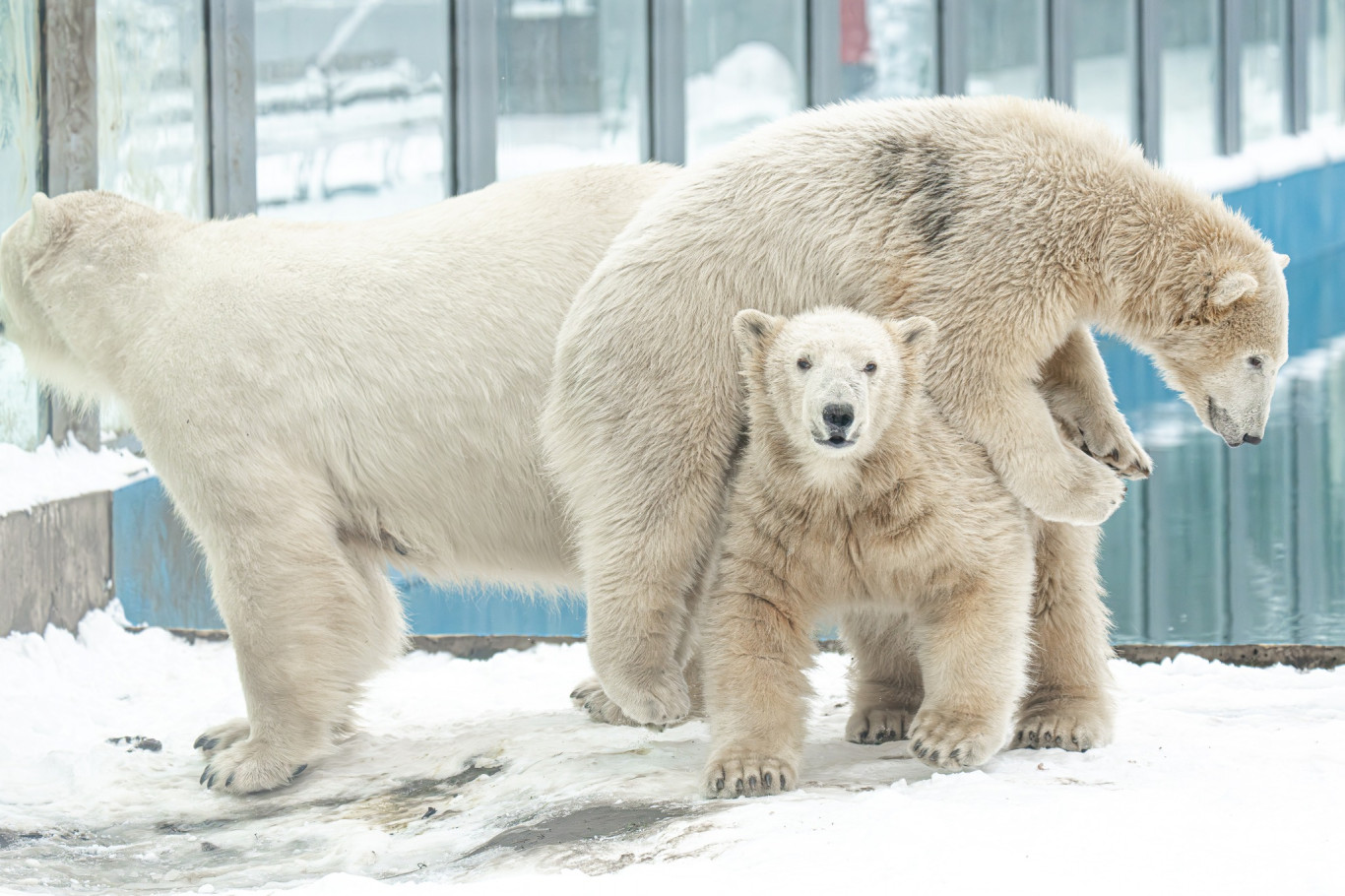 Nyugalom, ma sem maradunk cuki jegesmedvebocsok nélkül