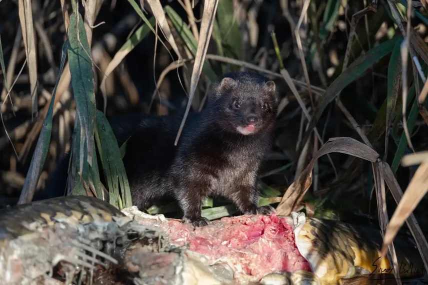 Magyarországot is elérte az amerikai nyérc inváziója